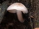 Pluteus brunneoradiatus. Foto: © Georg Müller