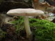 Pluteus cervinus. Foto: © Georg Müller