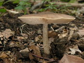 Pluteus cervinus 2 (Georg Müller).jpg