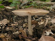 Pluteus cervinus. Foto: © Georg Müller