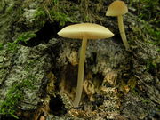 Pluteus chrysophaeus. Foto: © Georg Müller