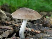 Pluteus cinereofuscus. Foto: © Georg Müller