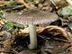 Pluteus ephebeus. Foto: © Georg Müller