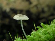 Pluteus hispidulus. Foto: © Georg Müller