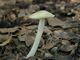 Pluteus inquilinus. Foto: © Georg Müller