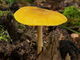 Pluteus leoninus. Foto: © Georg Müller