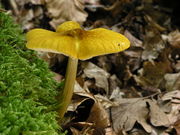 Pluteus leoninus. Foto: © Georg Müller