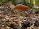 Pluteus luctuosus. Foto: © Georg Müller