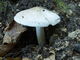 Pluteus pellitus. Foto: © Georg Müller