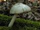 Pluteus petasatus. Foto: © Georg Müller