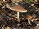 Pluteus phlebophorus. Foto: © Georg Müller