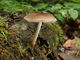 Pluteus plautus. Foto: © Georg Müller