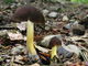 Pluteus romellii. Foto: © Georg Müller