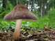 Pluteus roseipes. Foto: © Georg Müller