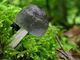 Pluteus salicinus. Foto: © Georg Müller