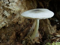 Pluteus salicinus. Foto: © Georg Müller