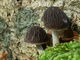 Pluteus thomsonii. Foto: © Georg Müller