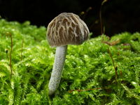 Pluteus thomsonii. Foto: © Georg Müller