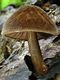 Pluteus umbrosus. Foto: © Georg Müller