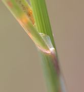 Das Blatthäutchen, die Ligula, ist ca 3 mm lang. (Bild: W. Wohlers, JKI)