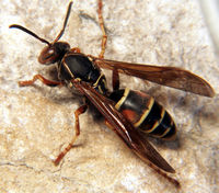 Polistes fuscatus.jpg