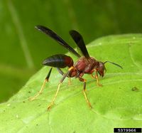 Polistes fuscatus IPM5379966.jpg