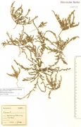 Polycnemum arvense: Osteifel, auf Äckern zu Niedermendig, leg. F. Wirtgen, 1886 (Herb. NHV) (Foto: NHV Bonn)
