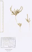 Polycnemum verrucosum: Rheinhessen, Galgenberg bei Neu-Bamberg, Trockenrasen, leg. D. Korneck, 1955 (Herb. HBG) (Foto: Rolf Wißkirchen)