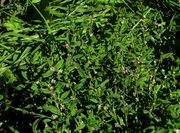 Polygonum arenastrum subsp. arenastrum: Wegrand an einem Weinberg unterhalb der Marienburg bei Zell / Mosel, 21.09.2010 (Foto: Rolf Wißkirchen)