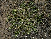 Polygonum arenastrum subsp. calcatum: Größere Pflanze. Grusgedeckter Parkplatz in Remagen-Oedingen, 04.09.2010 (Foto: Rolf Wißkirchen)