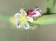  Vogel-Knöterich (Bild: W. Wohlers, JKI)