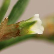 Die Knospe öffnet sich. Der kurze Stiel ist meistens von den Tuten verhüllt. (Bild: W.Wohlers)