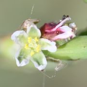 Die im Durchmesser 2,5 mm großen Blüten haben fünf Blütenhüllblätter und drei Narbenäste. (Bild: W. Wohlers, JKI)