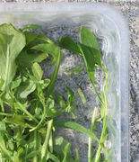 Manchmal hat man Vogel-Knöterich mit Rucola in der Küche, rechts. Aber er ist essbar. (Bild: W. Wohlers)