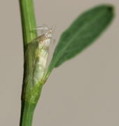 Grüner Stängel und grünes Blatt. Die häutige Röhren, meistens Tüte oder auch Tute genannt, sind die Nebenblätter. (Bild: W. Wohlers)
