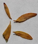 Bei Trockenheit bricht das Blatt an einer Sollbruchstelle ab, der Kerbe vom vorigen Foto. (Bild: W. Wohlers)