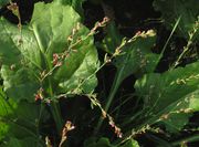 Polygonum aviculare (Foto: Rolf Wißkirchen)