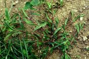 Polygonum aviculare subsp. rurivagum: Jungpflanze in einem Rapsfeld bei Holzem, 22.05.1999 (Foto: Rolf Wißkirchen)