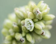 Zwei weiße Griffel pro Blüte. (Bild: W. Wohlers, JKI)