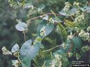 Polygonum scandens IPM5242078.jpg