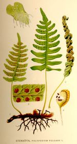 Tüpfelfarn (Engelsüß) (Polypodium vulgare)