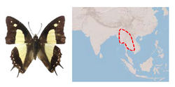 Figure 1. Polyura paulettae Habitus and Range. (Foto: E. Toussaint)