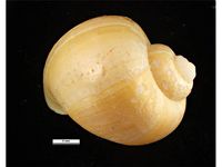 Pomacea canaliculata PaDIL136489a.jpg