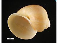 Pomacea canaliculata PaDIL136489b.jpg