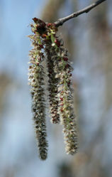 Zitterpappel: Blüte – Kruczy89, CC BY-SA 3.0