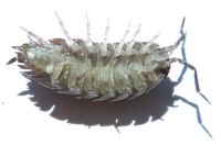 Porcellio scaber, g, Pretoria.jpg