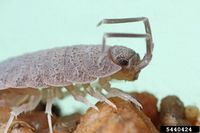 Porcellio scaber IPM5440424.jpg