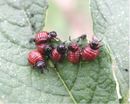 Potato beetle larvae.jpg