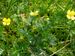 Potentilla-erecta Biel-1 BIB.jpg