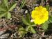 Potentilla-reptans Biel-2 BIB.jpg